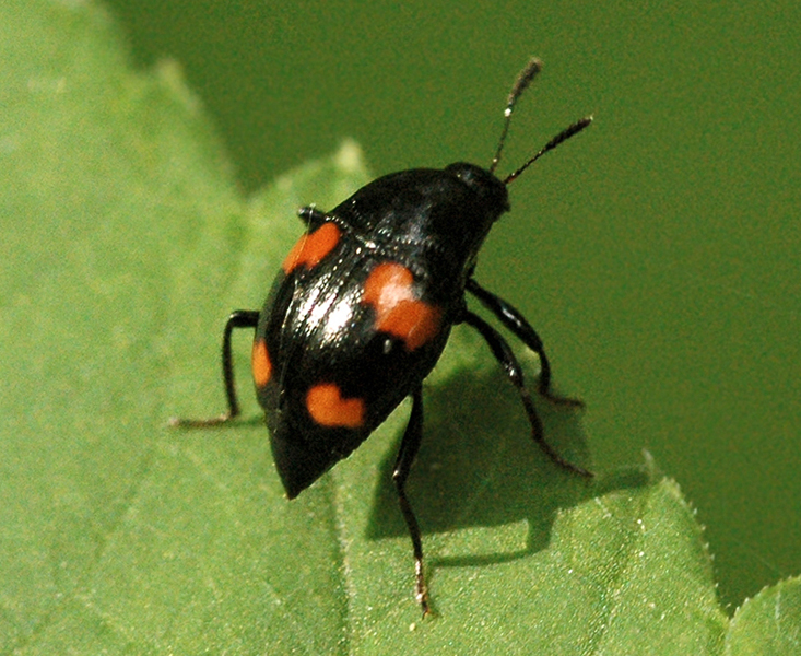 Scaphidium quadrimaculatum | НАСЕКОМЫЕ УРАЛА